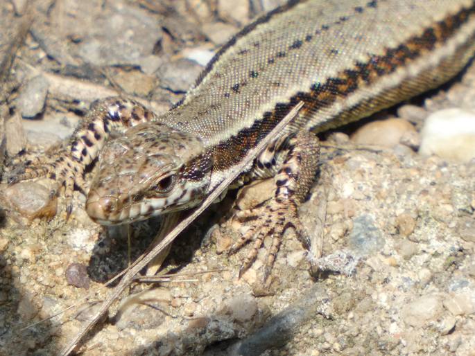 Podarcis muralis, ještěrka zední