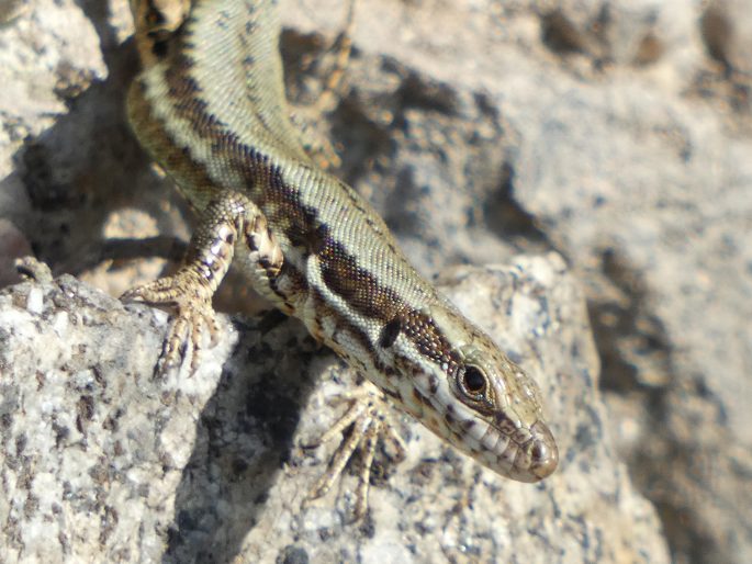 Podarcis muralis, ještěrka zední