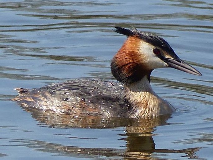 Podiceps cristatus (Linnaeus, 1758); potápka roháč