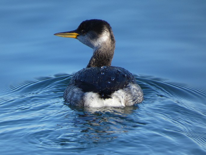 Podiceps grisegena, potápka rudokrká