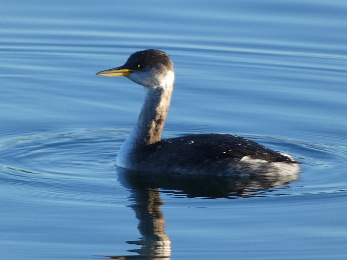 Podiceps grisegena, potápka rudokrká