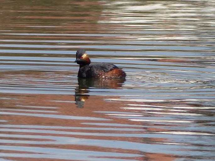 Podiceps nigricollis, potápka černokrká