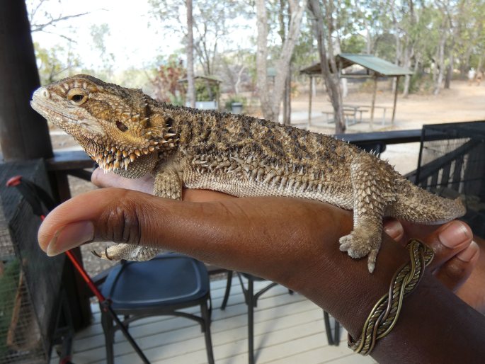 Pogona vitticeps, agama vousatá