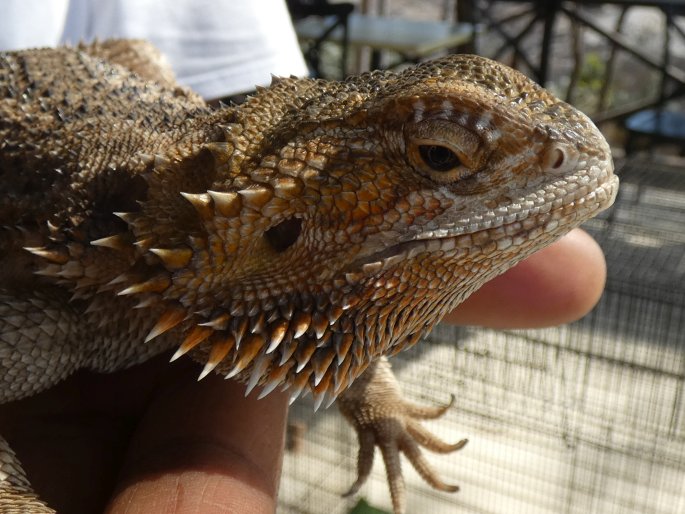 Pogona vitticeps, agama vousatá