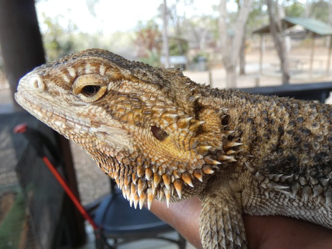 Pogona vitticeps, agama vousatá