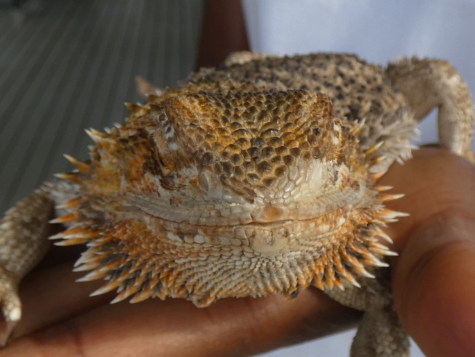 Pogona vitticeps, agama vousatá