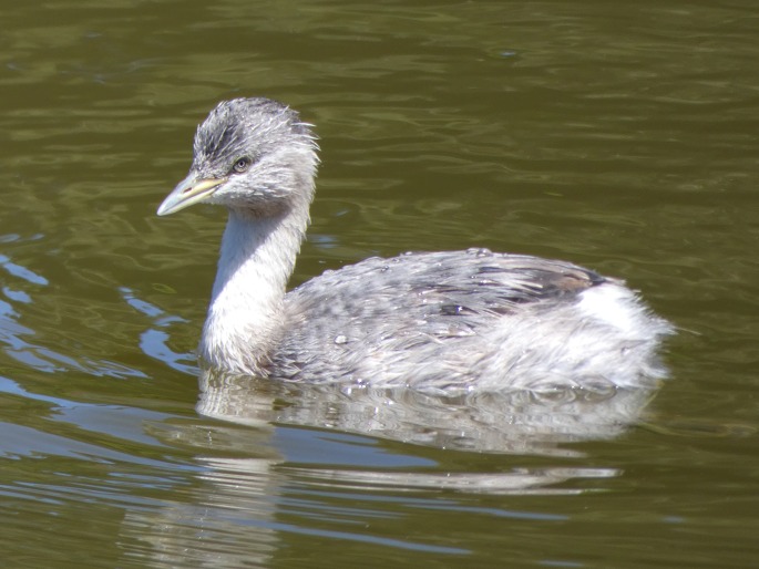 Poliocephalus poliocephalus, potápka šedohlavá