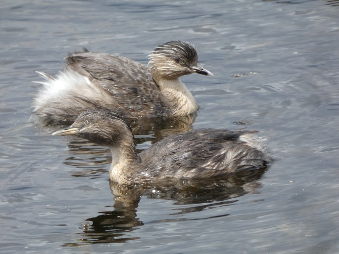 Poliocephalus poliocephalus, potápka šedohlavá