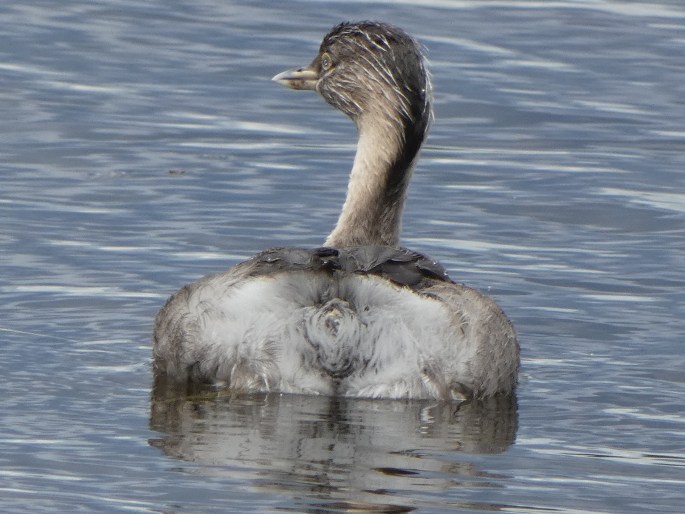 Poliocephalus poliocephalus, potápka šedohlavá