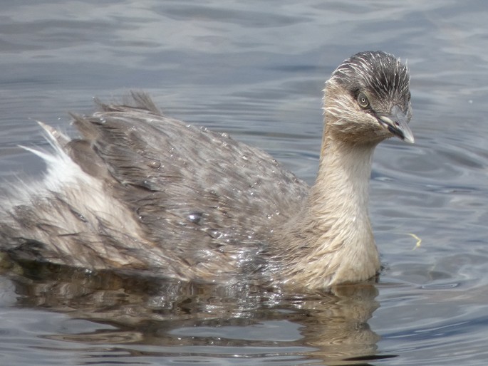 Poliocephalus poliocephalus, potápka šedohlavá