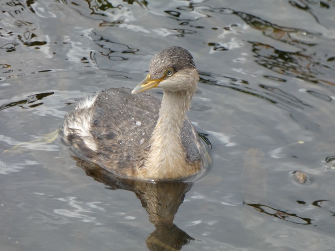 Poliocephalus poliocephalus, potápka šedohlavá