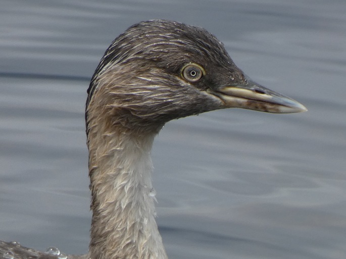 Poliocephalus poliocephalus, potápka šedohlavá