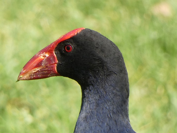 Porphyrio melanotus