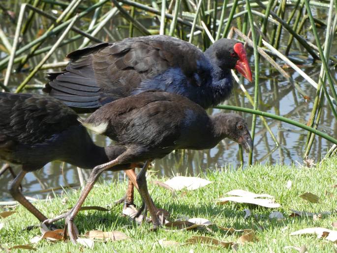 Porphyrio melanotus