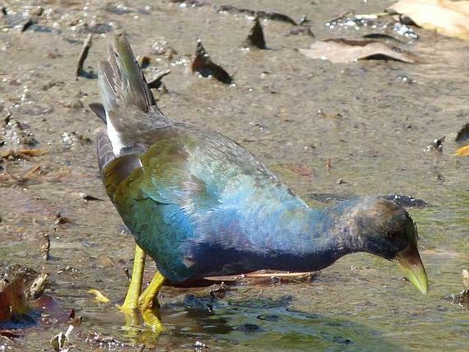 Porphyrio martinica, slípka žlutonohá