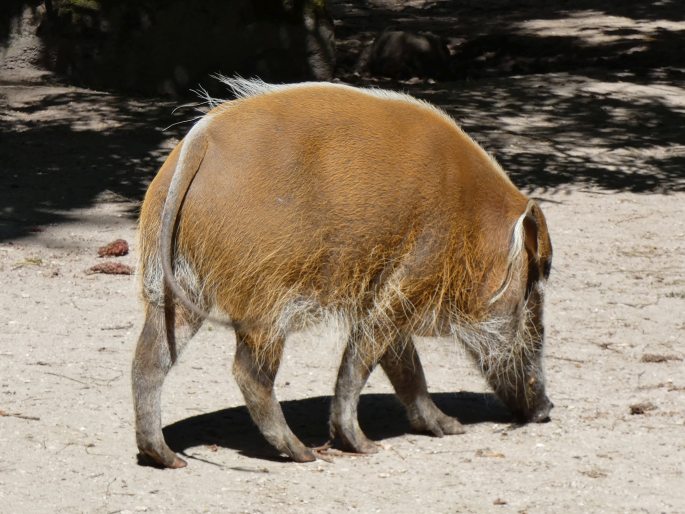 Potamochoerus porcus, štětkoun africký