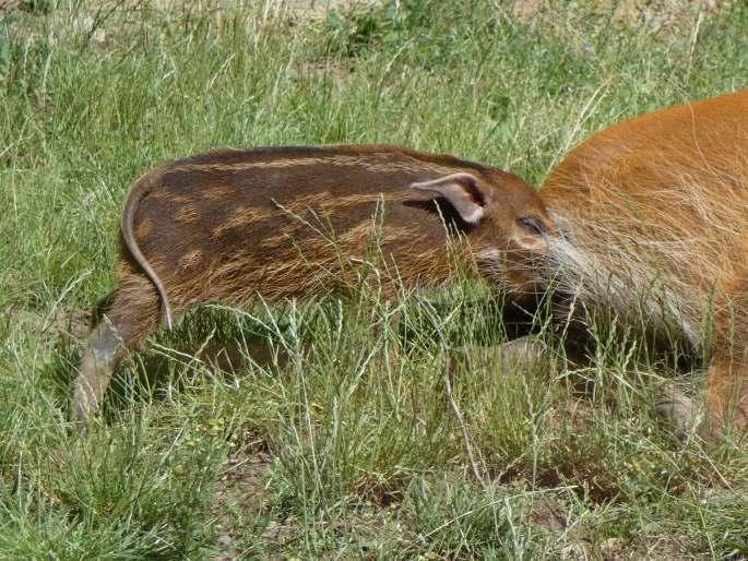 Potamochoerus porcus, štětkoun africký