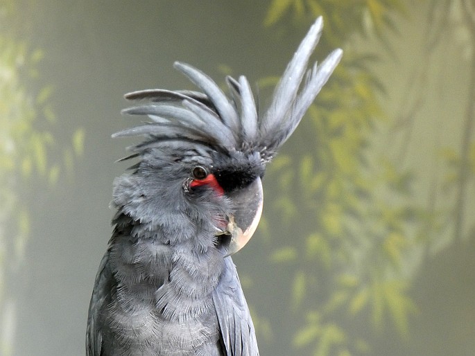 Probosciger aterrimus, kakadu arový