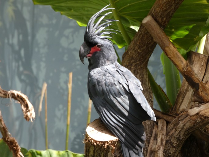 Probosciger aterrimus, kakadu arový