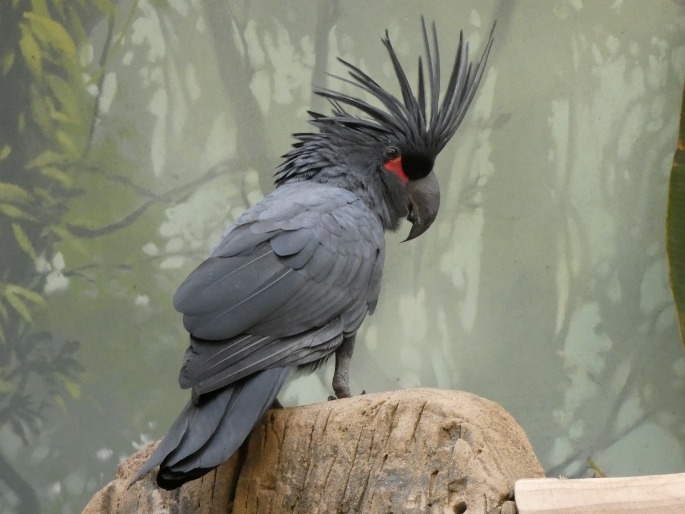 Probosciger aterrimus, kakadu arový