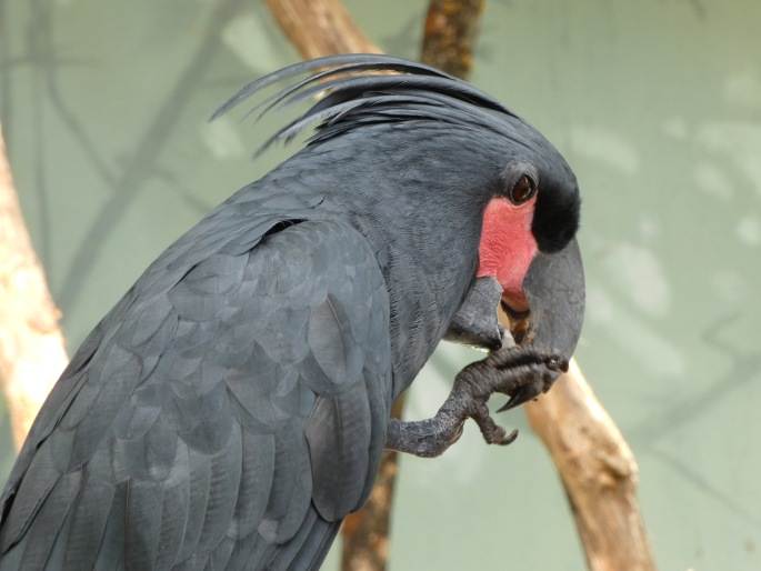 Probosciger aterrimus, kakadu arový