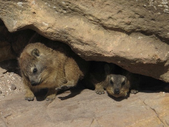 Procavia capensis, daman skalní