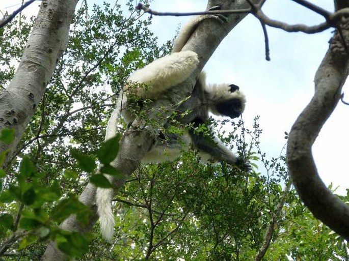 Propithecus deckenii