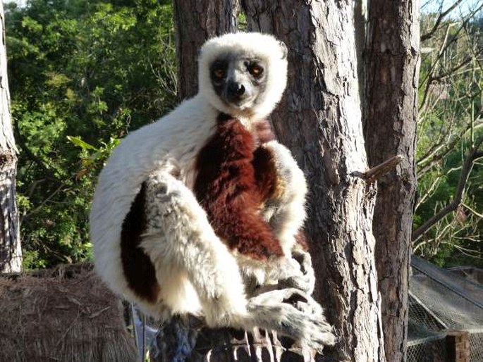 Propithecus coquereli, sifaka Coquerelův