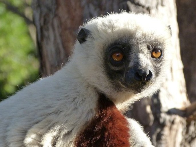 Propithecus coquereli, sifaka Coquerelův