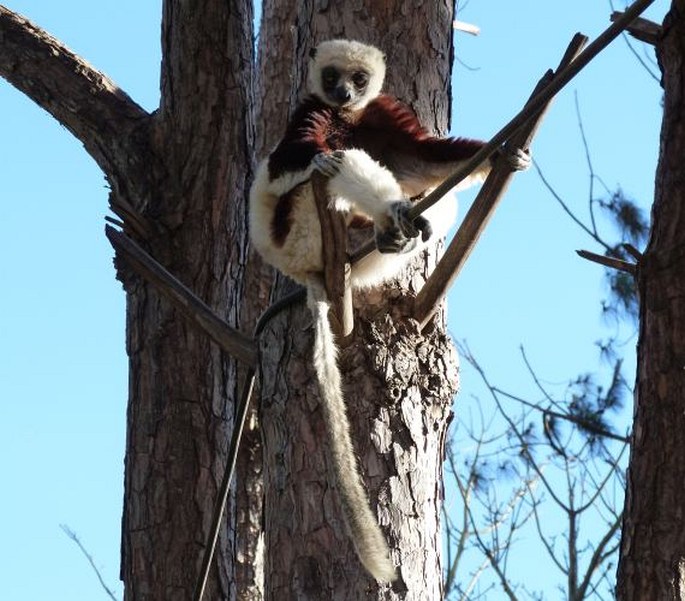 Propithecus coquereli, sifaka Coquerelův