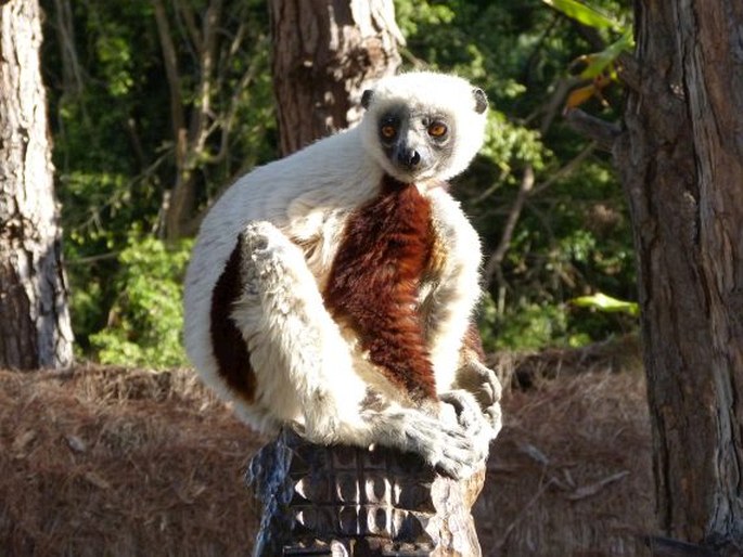 Propithecus coquereli (Grandidier, 1867); sifaka Coquerelův