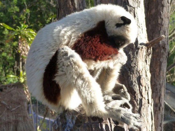 Propithecus coquereli, sifaka Coquerelův