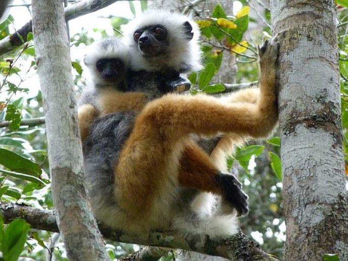 Propithecus diadema, sifaka velký