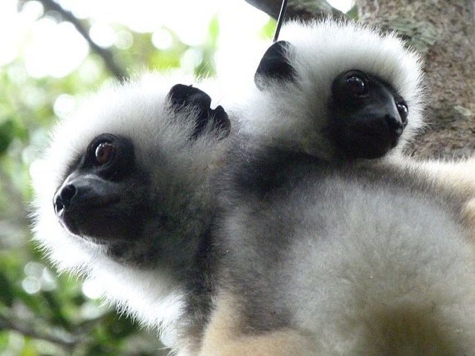 Propithecus diadema, sifaka velký