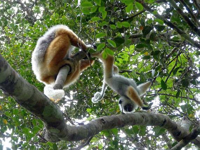 Propithecus diadema, sifaka velký