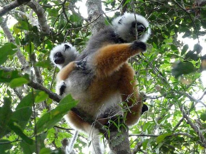 Propithecus diadema Bennett, 1832; sifaka velký