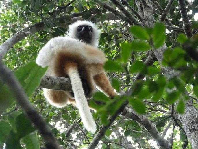 Propithecus diadema, sifaka velký