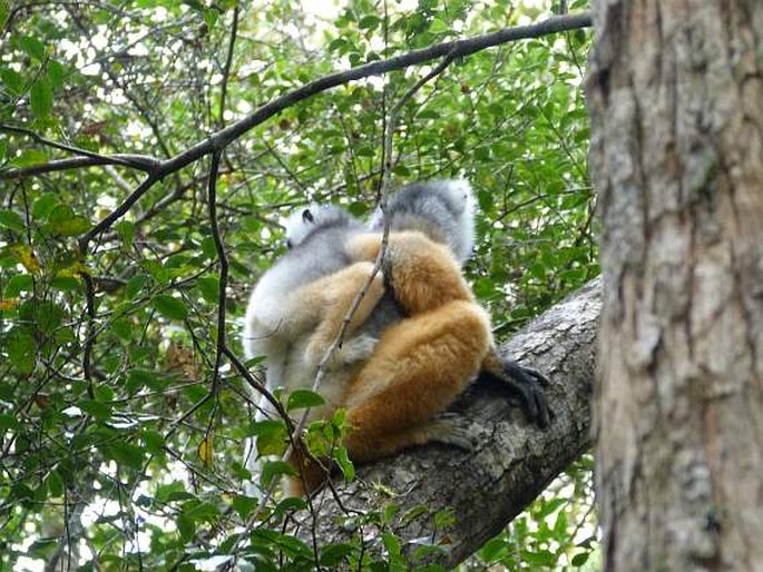 Propithecus diadema, sifaka velký