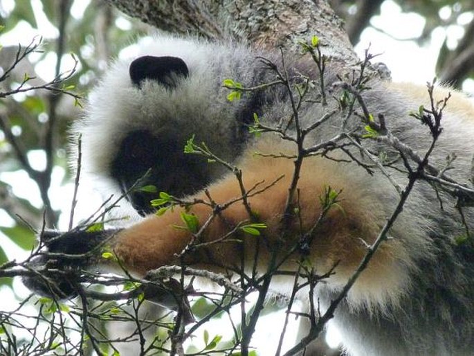 Propithecus diadema, sifaka velký