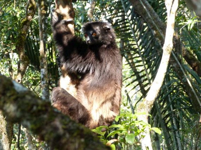 Propithecus edwardsi, sifaka Edwardsův