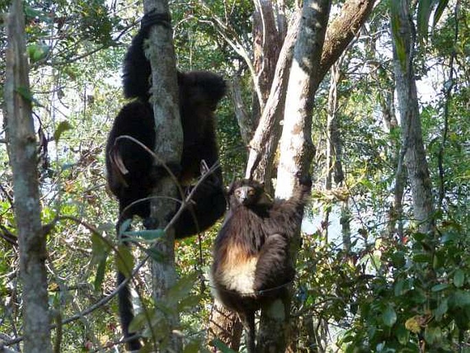 Propithecus edwardsi, sifaka Edwardsův