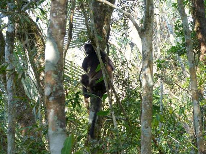 Propithecus edwardsi, sifaka Edwardsův