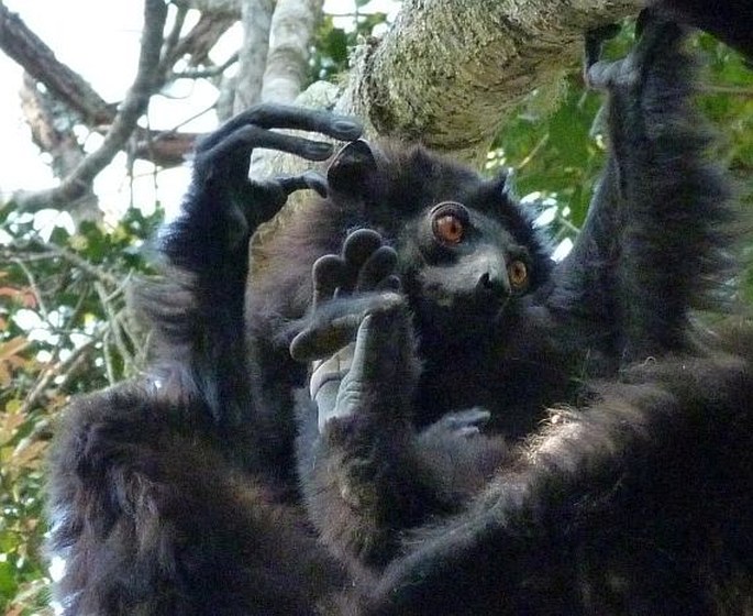 Propithecus edwardsi, sifaka Edwardsův