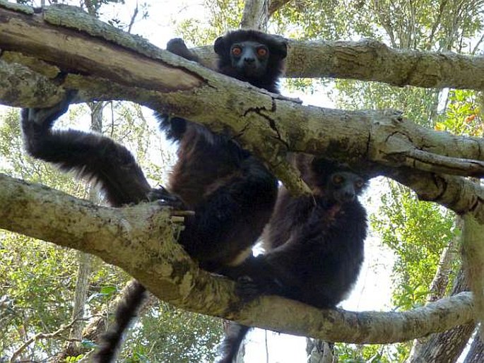 Propithecus edwardsi, sifaka Edwardsův