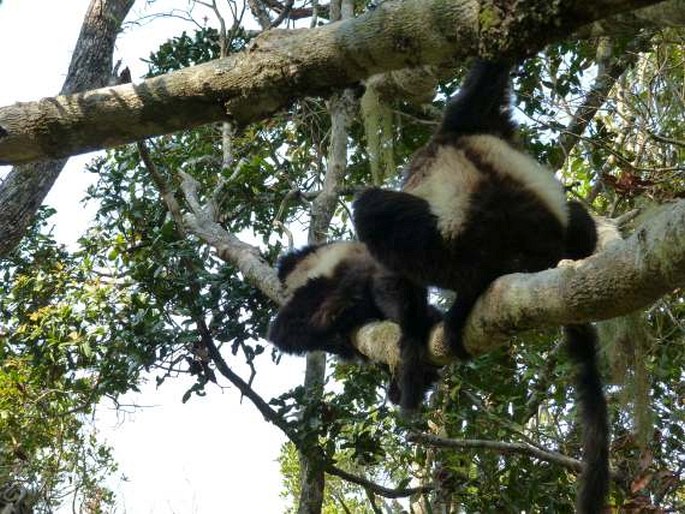 Propithecus edwardsi, sifaka Edwardsův