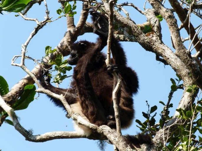 Propithecus edwardsi, sifaka Edwardsův