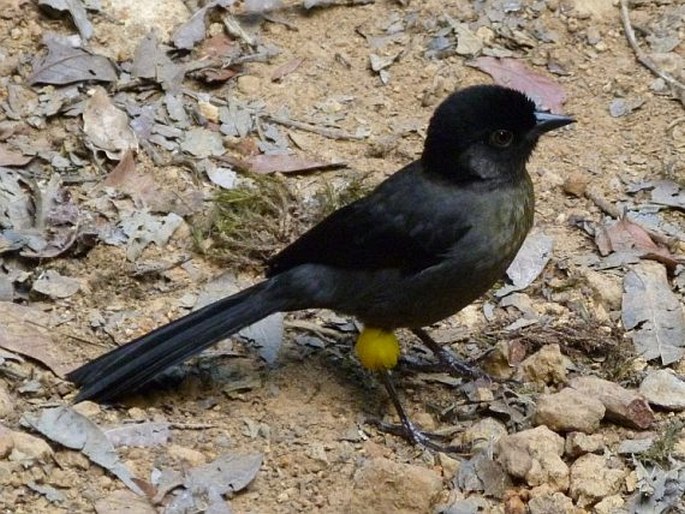 Pselliophorus tibialis (Lawrence, 1864); pipilo žlutostehenný