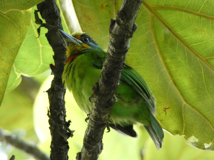 Psilopogon nuchalis, barbet tchajwanský