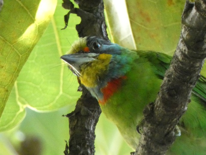 Psilopogon nuchalis, barbet tchajwanský