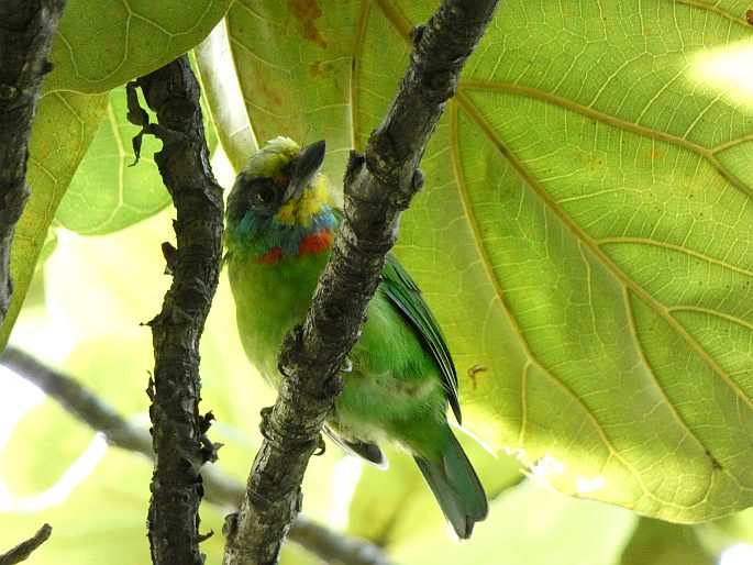 Psilopogon nuchalis, barbet tchajwanský